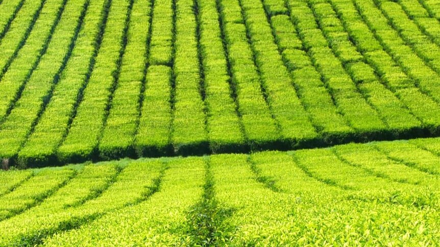 Green rows of tea plantation.