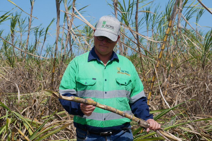 Man with grey hat and green workshirt examines a piece of sugar cane. 