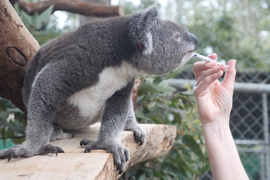 A koala being fed with a syringe on a branch with leaves 