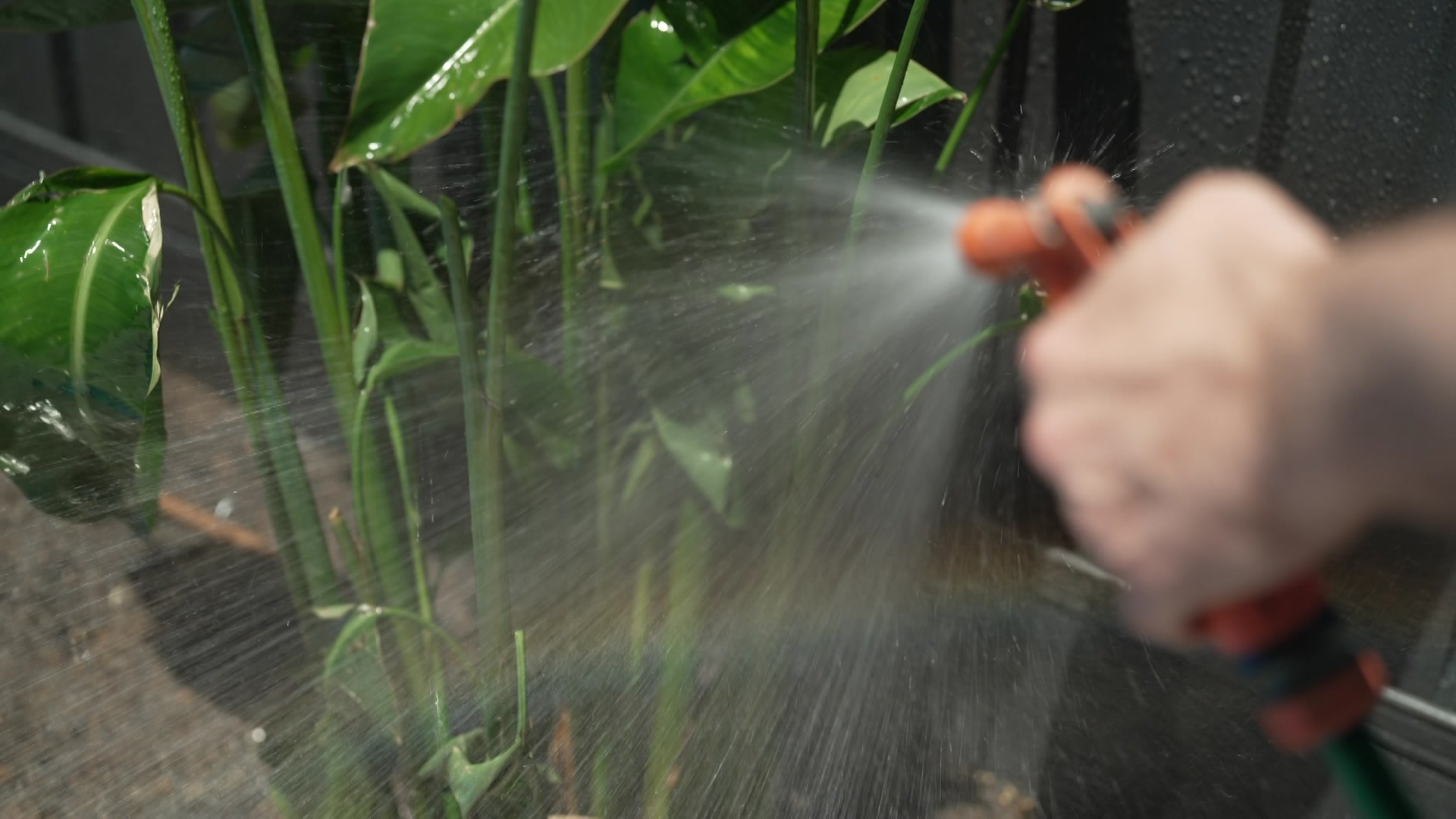 Una mano sostiene la boquilla naranja de una manguera que rocía agua sobre plantas verdes.
