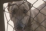Greyhounds stare through fence