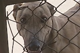 Greyhounds stare through fence