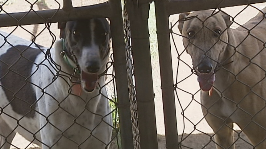 Two greyhounds stare through fence.