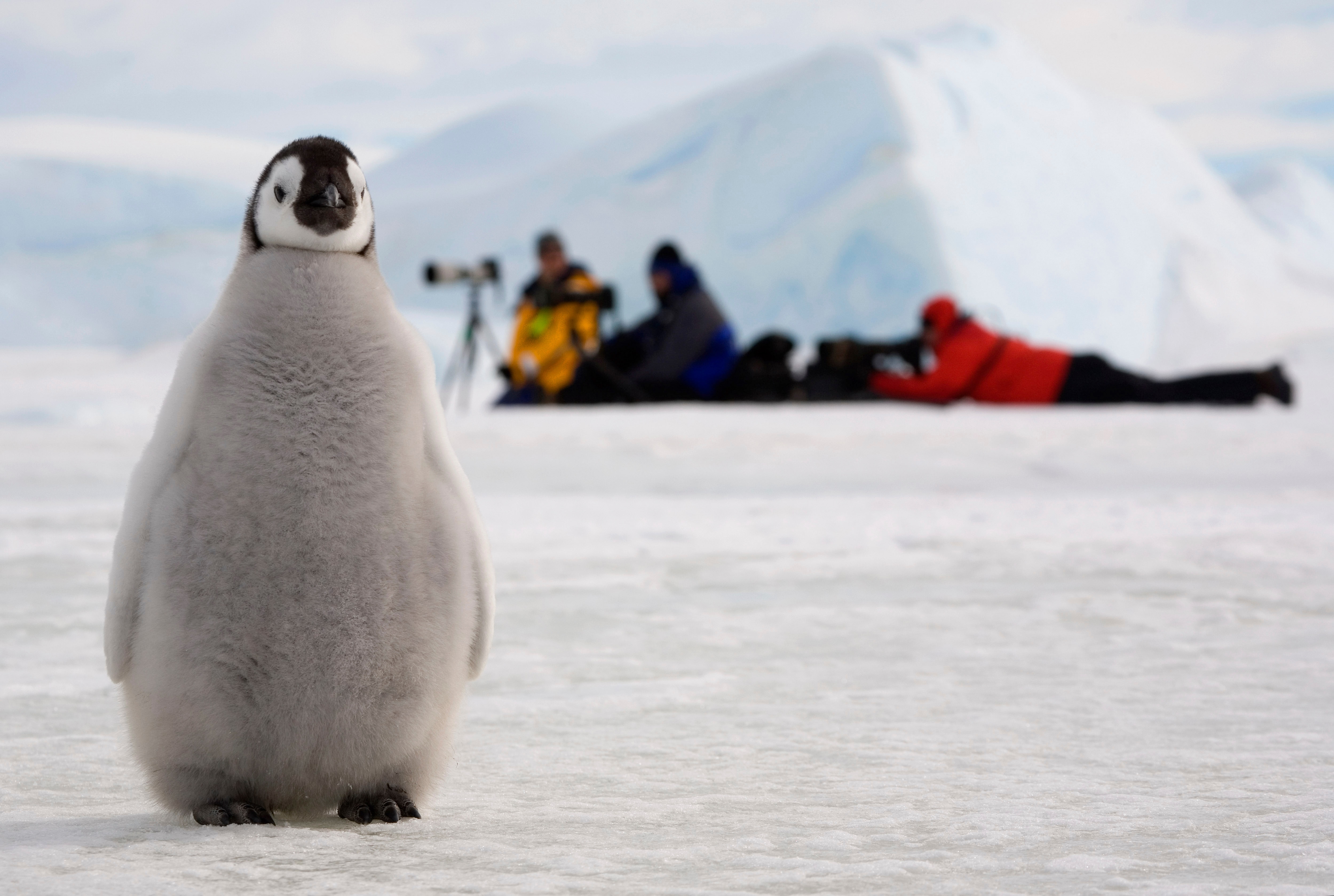 Emperor penguins, Antarctic fur seals now endangered due to climate change