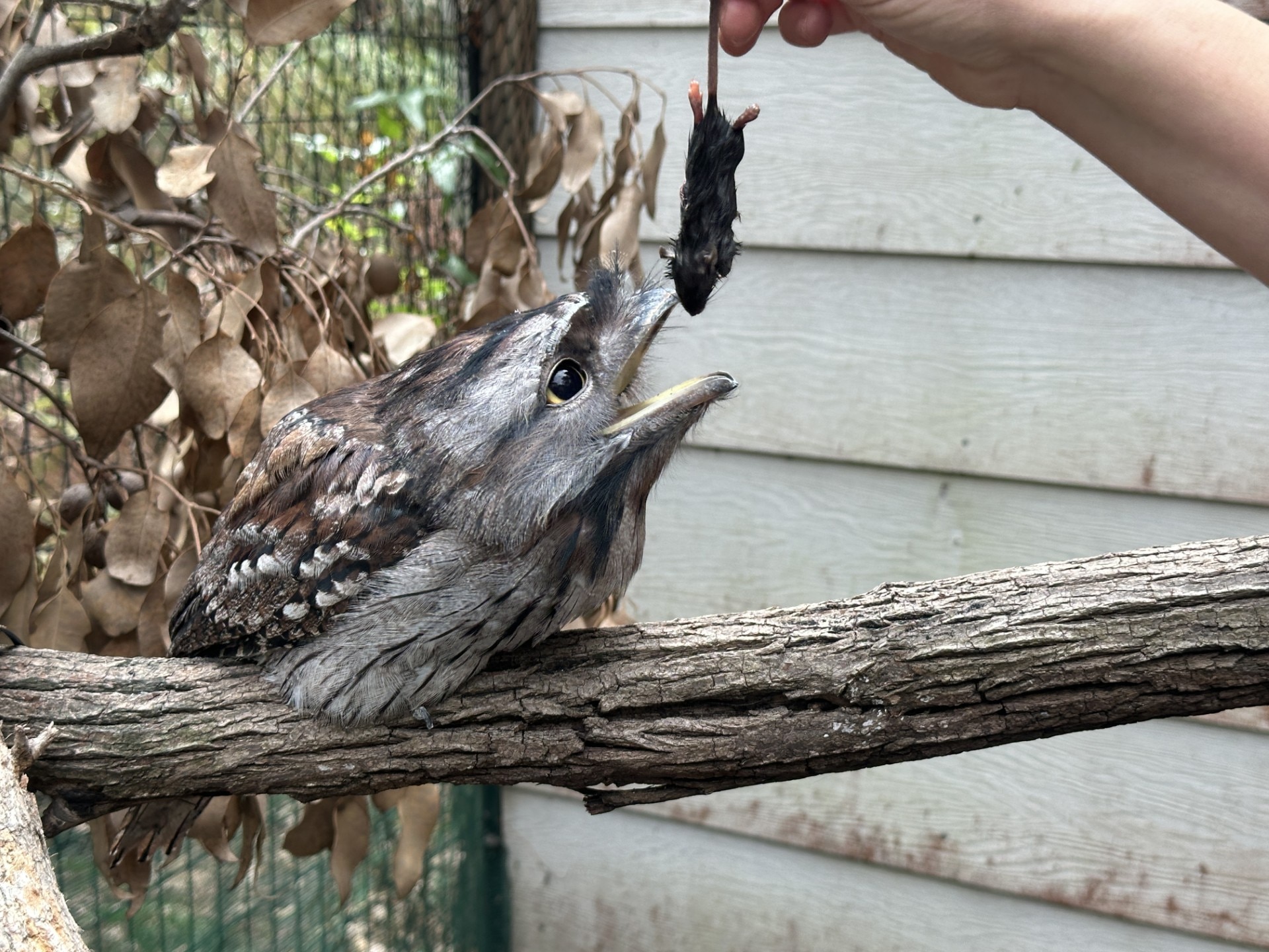 With rat baits being pulled off shelves, how do you control rodents at home?