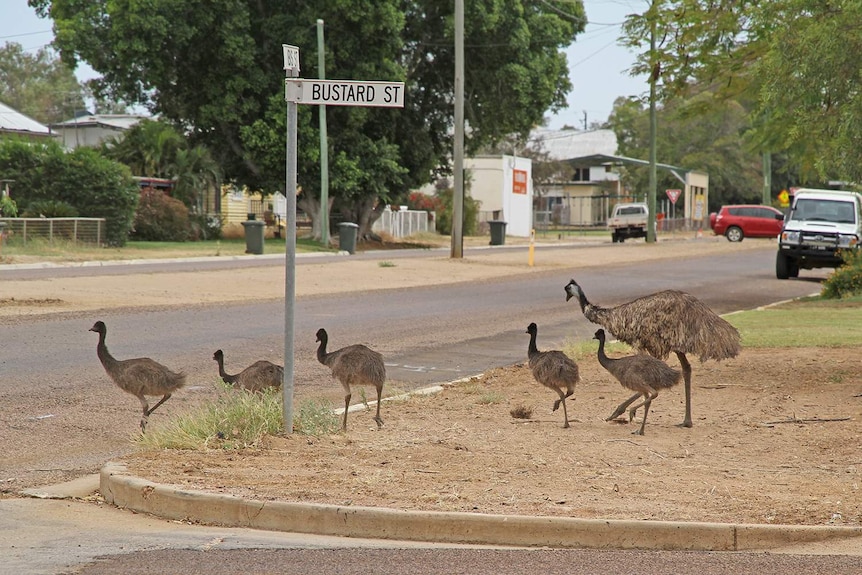 Emus walk past a street sign reading 'Bustard Street' in a country town in Queensland.