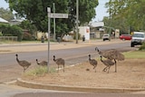 Emus walk past a street sign reading 'Bustard Street' in a country town in Queensland.