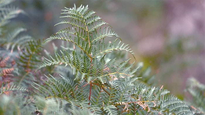 Weeds - Bracken Fern Image