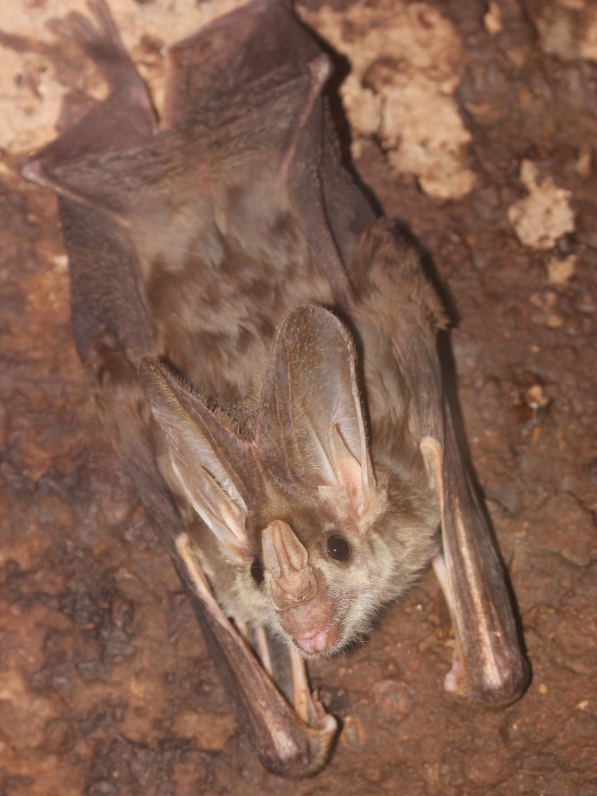 a bat with a cute face hanging from the roof of a cave