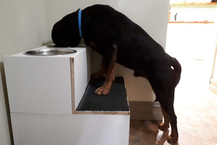 Jodi Burnett's dog Titan has to eat upright