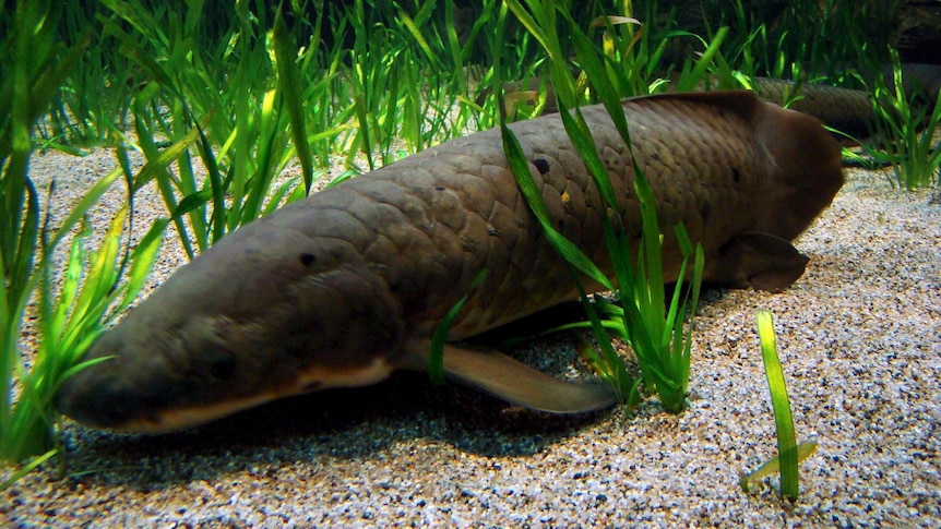 Lungfish