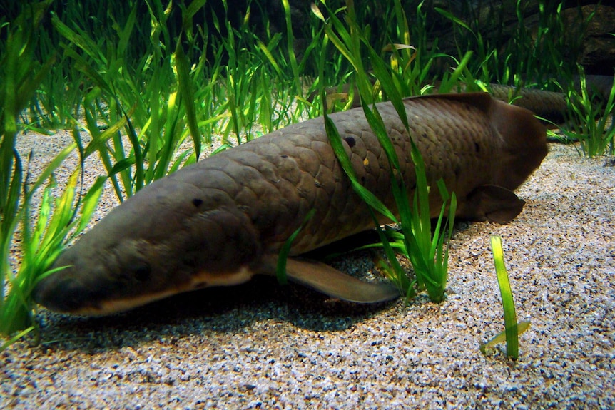 Lungfish