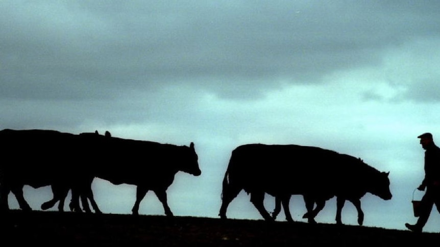 Silhouette of three cows walking towards a farmer holding a bucket