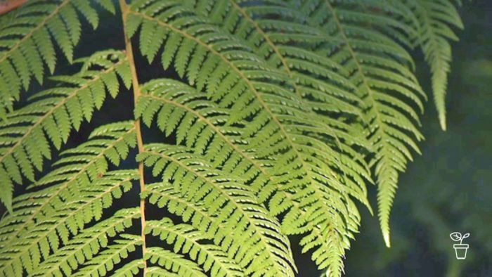 a photo of a green fern leaf up close