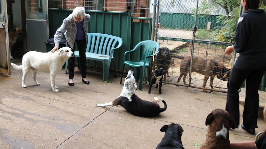 Claudine Charters, who runs Swan Animal Haven in South Guildford, with dogs