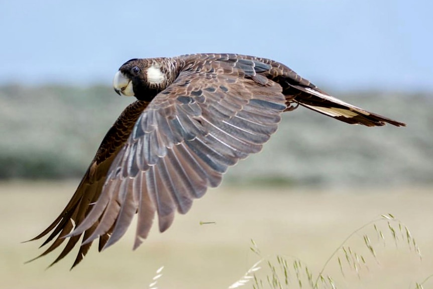 A side-on shot of a black Carnaby's cockatoo in flight with its wings outstretched.