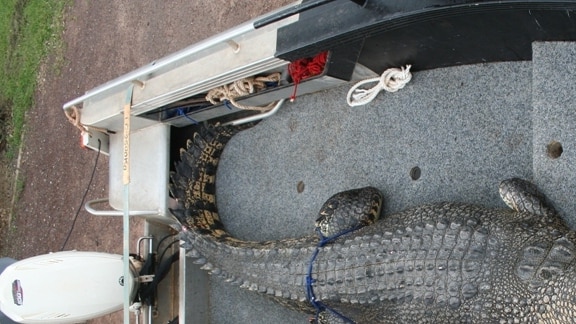 Big croc trapped near Inpex project site