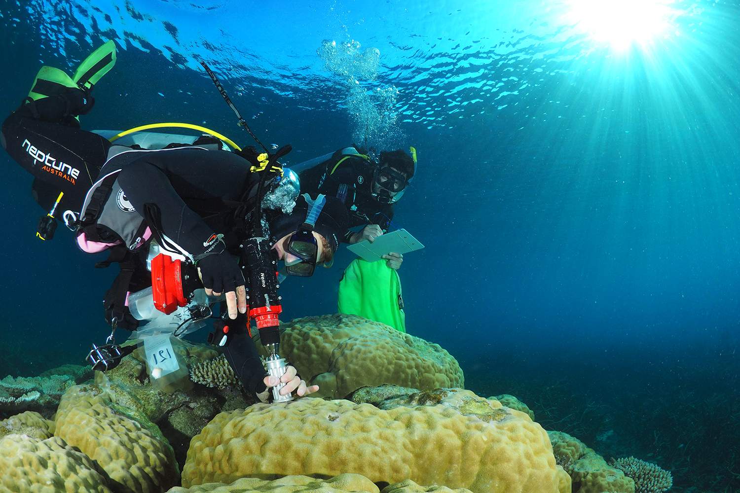 Great Barrier Reef starts to recover after severe coral bleaching
