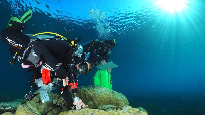 A scuba diver takes samples from coral while another diver takes notes.