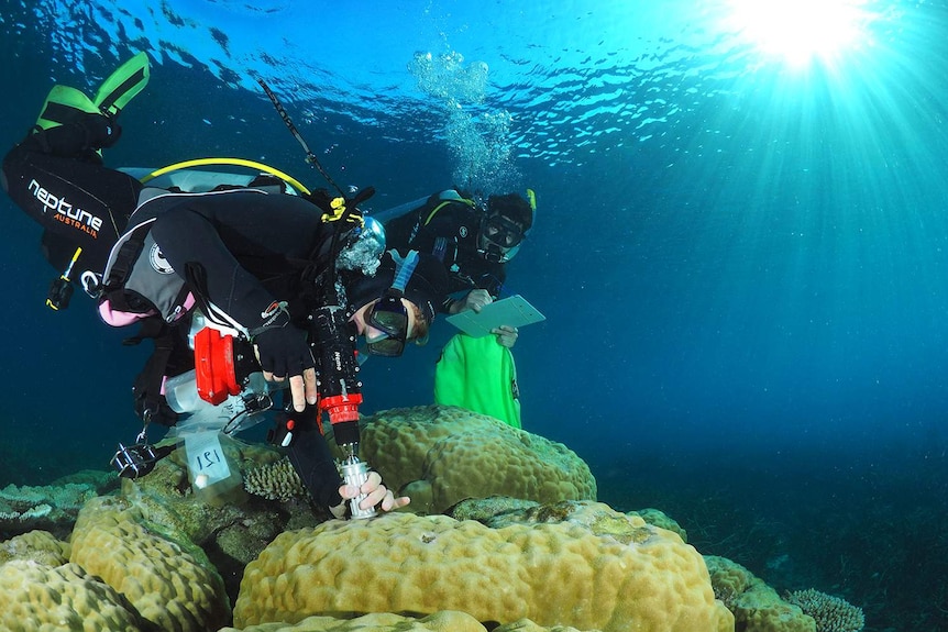 A scuba diver takes samples from coral while another diver takes notes.
