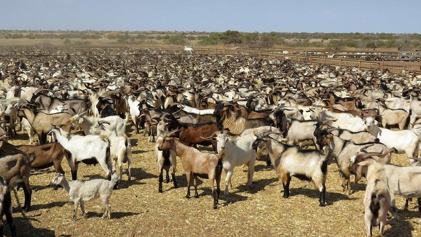 Hundreds of feral goats stand in a yard ready for drafting at a station in WA's Gascoyne region