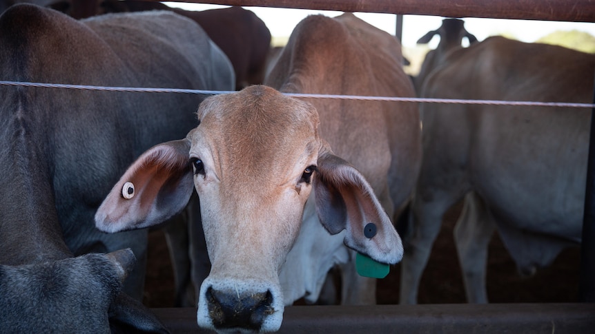 Photo of cattle in a cattle yard.