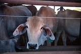 Photo of cattle in a cattle yard.