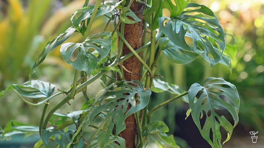 philodendron for sale Philodendron Mcdowell main image 1