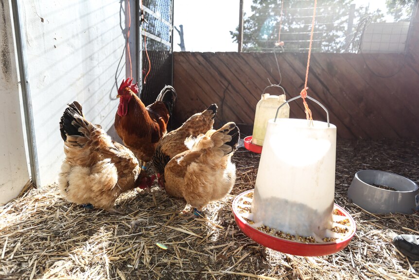 A flock of Quamby chooks eating in their pen.