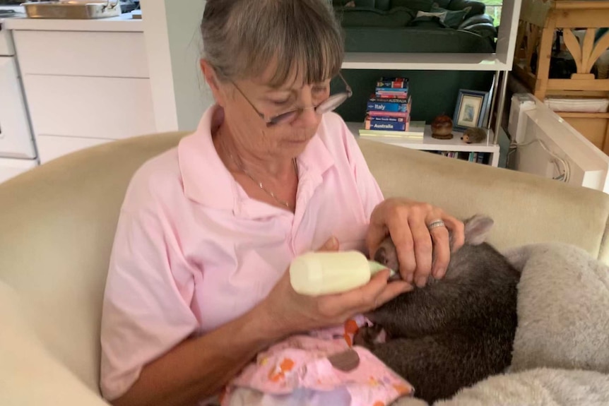 A woman sits on her couch feeding a young wombat with a milk bottle