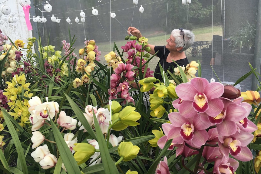 The couple is planning to build a fourth shade house to try to keep up with demand for their orchids.
