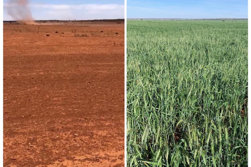 Two images side by side. The left image is of a red, bare paddock with a dust whirl. The right image is a lush green crop