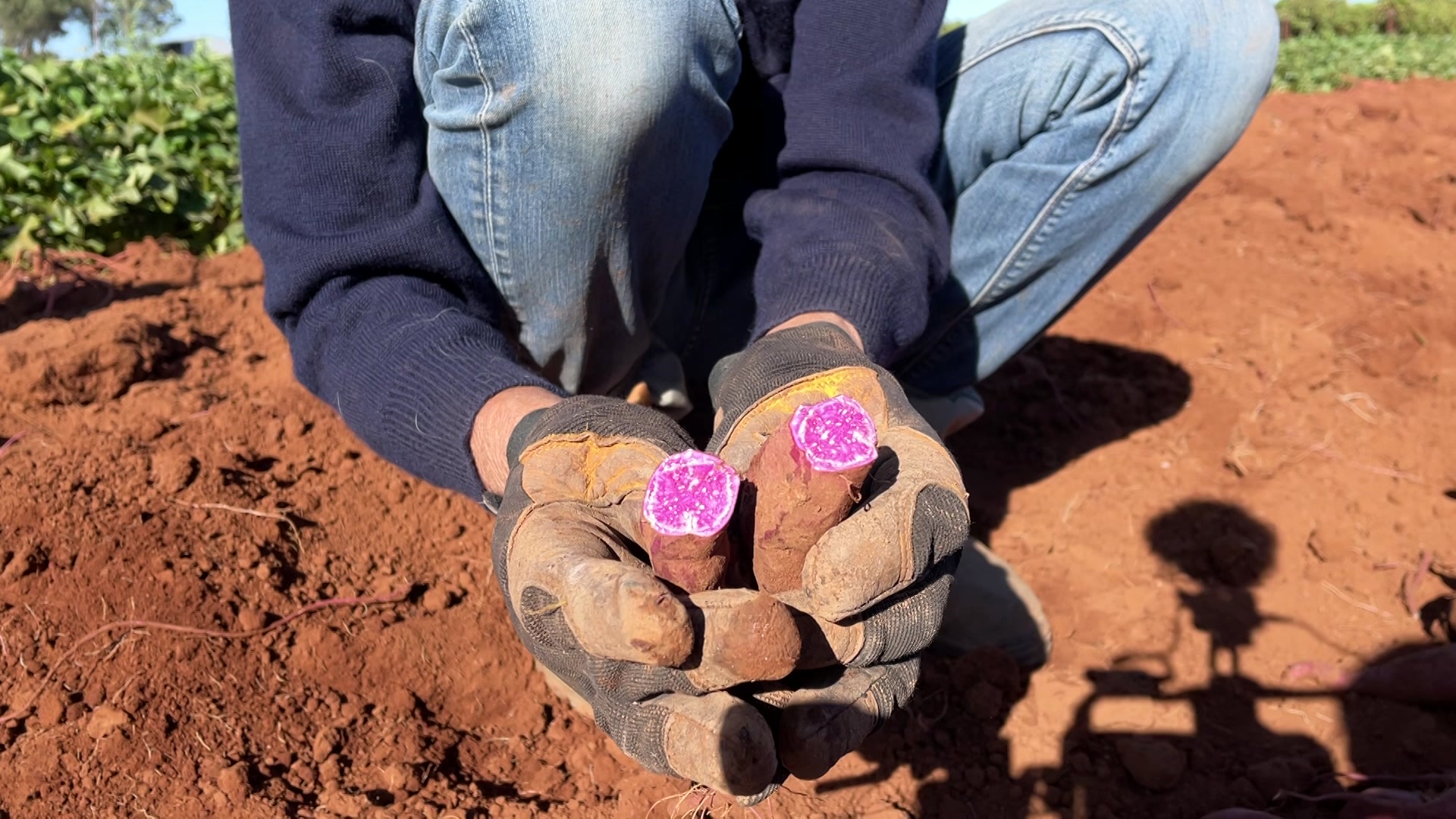 Colourful varieties of kitchen staple win praise for packing healthy punch