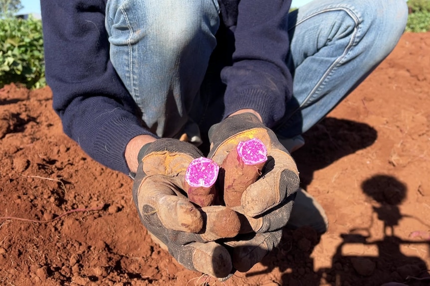 A close up on a fair-skinned woman's hands in fabric work gloves holding a snapped purple sweet potato above red dirt.