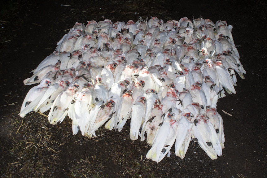 a pile of dead corellas 