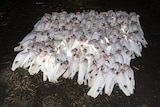 A pile of dead corellas.