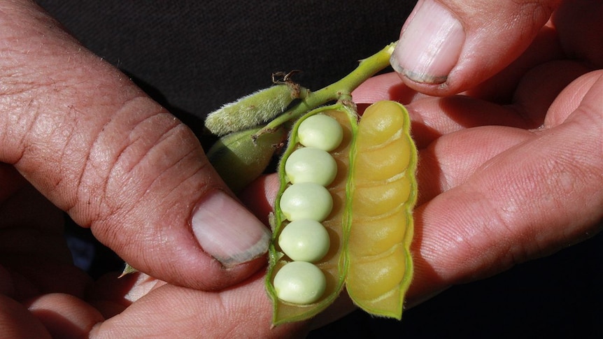 An open lupin pod.