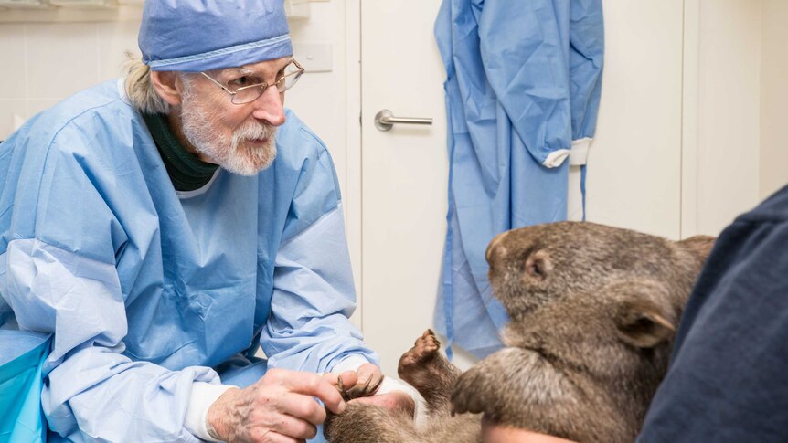 Wombat and vet
