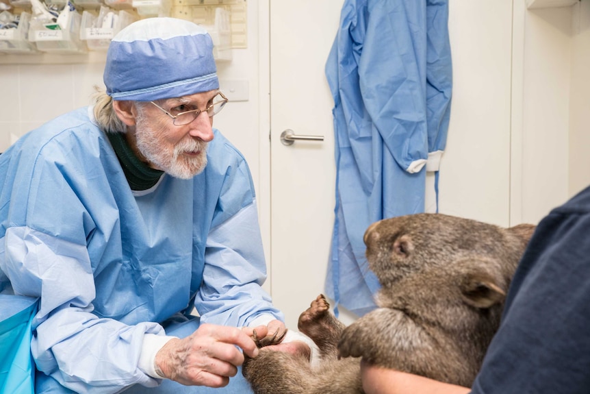 Wombat and vet