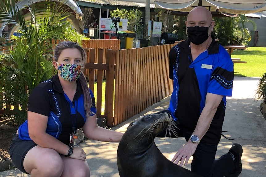 A woman and man wearing masks touch a seal.