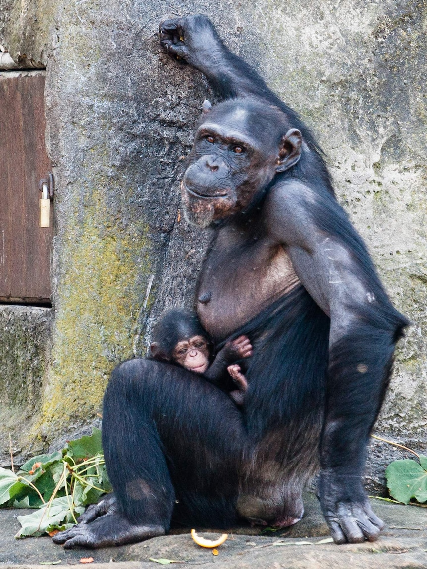 Shiba with her new baby chimpanzee at Taronga Zoo