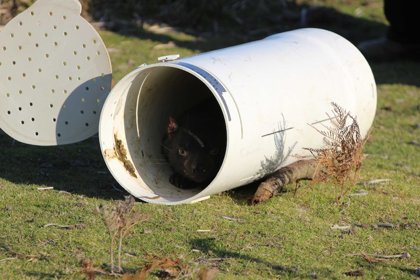 Tasmanian devil peers out from release container.