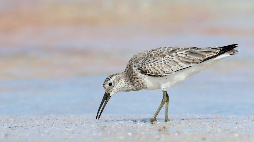 The Great Knot bird pecks at the ground