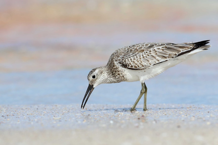 The Great Knot bird pecks at the ground