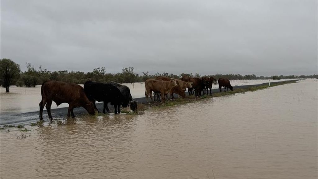 Cattle run through floodwater in south west Queensland - ABC News