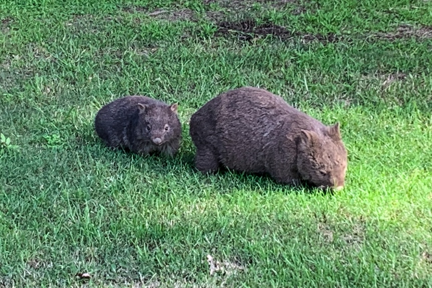 A mother and baby wombat on the green.