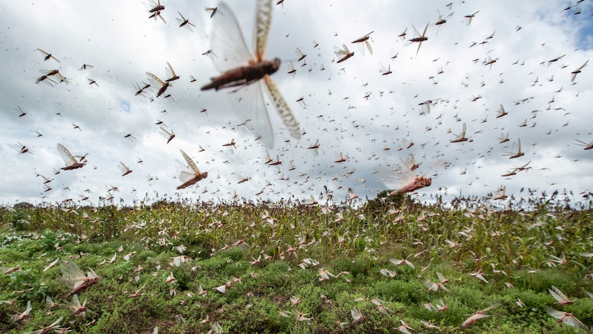 A swarm of locusts flying across the camera frame.