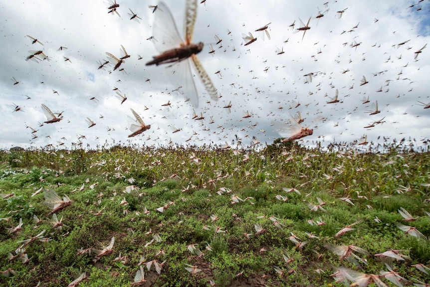 Swarms of desert locusts fly up into the air from crops in Kenya.