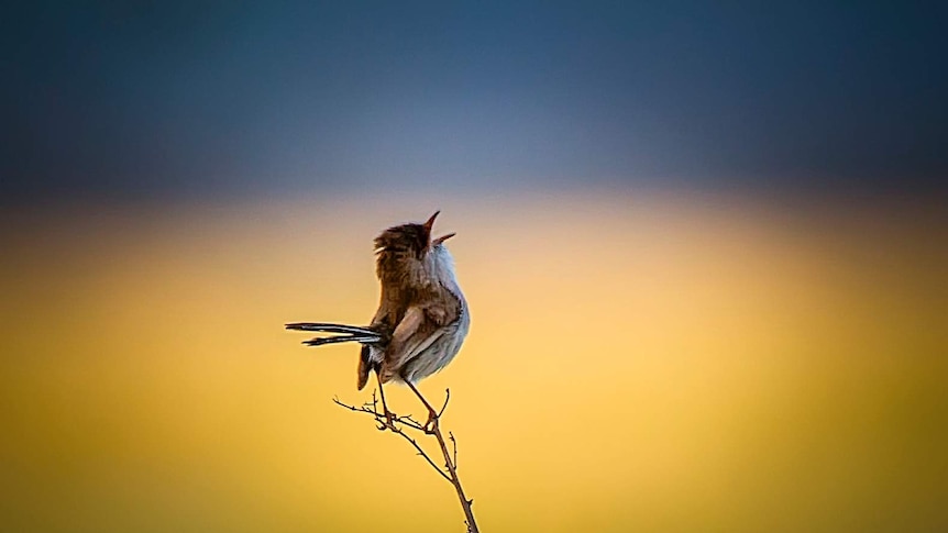 A bird is perched on a twig and appears to be singing loudly in the morning.