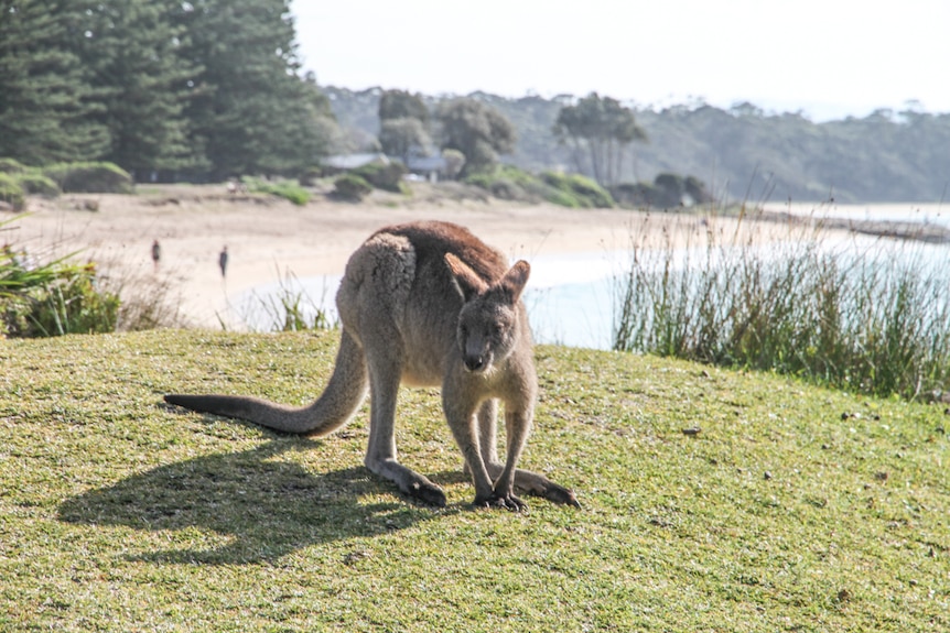 An Eastern Grey Kangaroo stands on the headland at South Durras